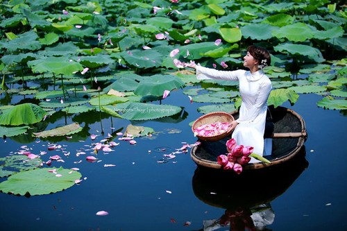 Temporada de flores de loto en Hanoi - ảnh 7